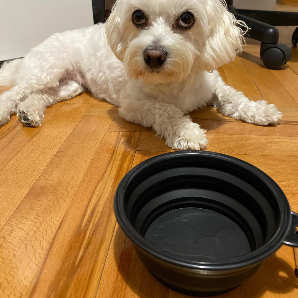 Collapsible Pet Bowl – Never Leave Home Without Water for Your Pet Again